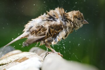 The sparrow shakes water from its feathers. He sprays water. Moravia. Europe. 