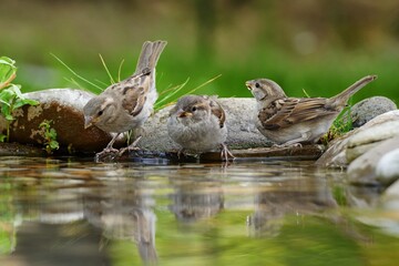 Three young sparrows at a bird watering hole. Reflection on the water. Moravia. Europe.