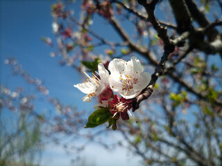 White flowers in tree in spring season