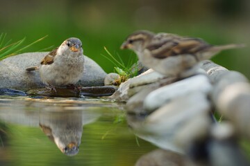 Two young sparrows at a bird watering hole. Reflection on the water. Moravia. Europe. 