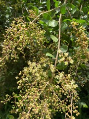 Henna, Alcana, Cypress shrub, Egyptian Rivet, Henna Tree view. New budding plant mainly uses in medicinal purpose and hair dye.