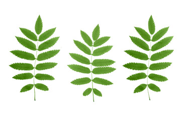 leaves isolated on white