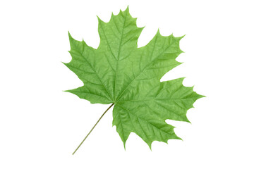 green leaf