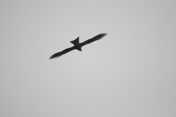 bird of prey