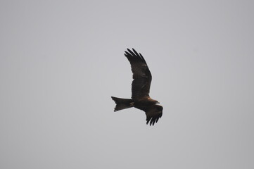 bird of prey