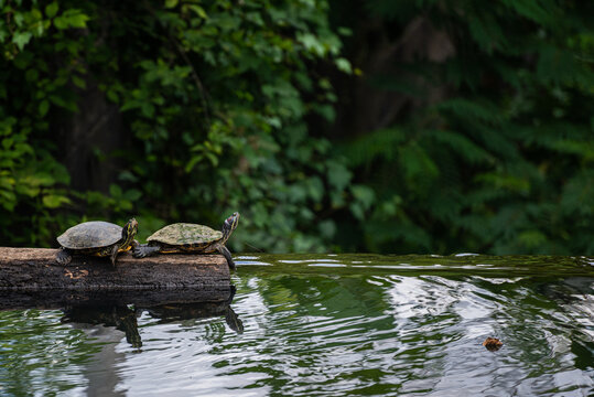 Turtles on Damn