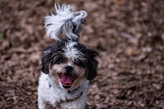 Happy Dog
