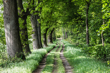 Obraz premium an avenue in nature area Kruisbergse Bossen with acacias and oak trees
