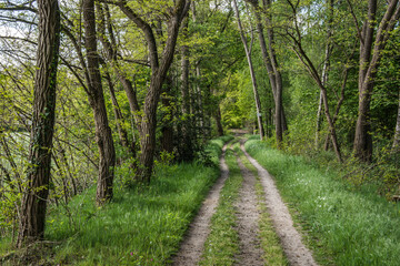 Obraz premium an avenue in nature area Kruisbergse Bossen with acacias and oak trees