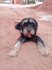 Cachorro descansando terra