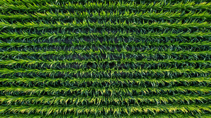 Corn field of green corn stalks and tassels, aerial drone photo above corn plants. High quality photo - obrazy, fototapety, plakaty