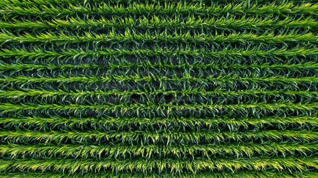 Corn Field Of Green Corn Stalks And Tassels, Aerial Drone Photo Above Corn Plants. High Quality Photo