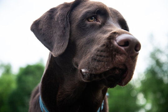 Chocolate Lab Face