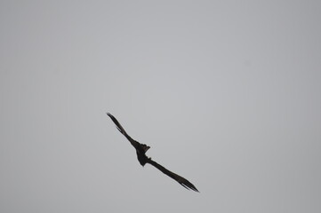 bird of prey