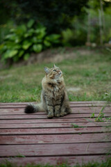 A Siberian cat sits on a bridge and looks up