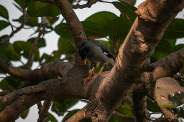 bird of prey