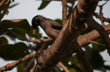 bird of prey