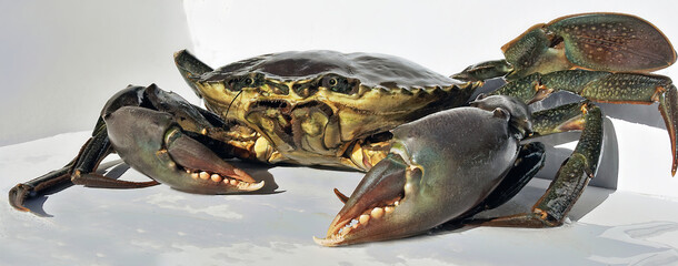 Live Giant Mud Crab. Ready for the cooking pot.