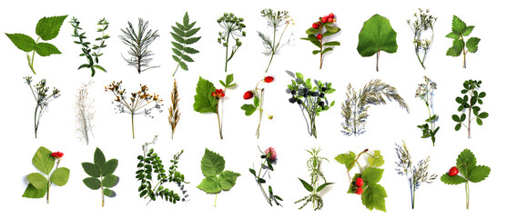 herbarium of various plants on a white background. Freshly cut plants. Botanical collection. Forest...