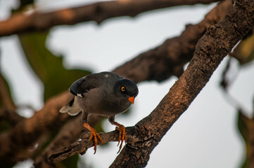 bird of prey