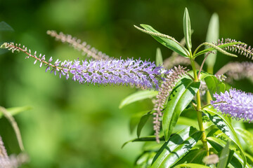 Close up of flowers on a willow leaf hebe (veronica salicifolia) plant