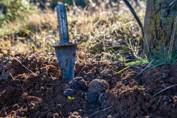 the truffles founded in the floor