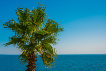 ANTALYA, TURKEY: Landscape on the sea and a palm tree on a sunny summer day in the Ataturk Park in Antalya.