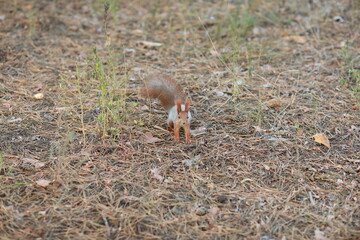 tame fluffy squirrel in the forest close-up eating nuts