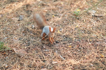 tame fluffy squirrel in the forest close-up eating nuts