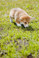 corgi puppies on a sunny day