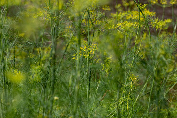 background of growing dill close-up, gardening concept, copy space