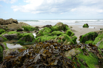 MAREE BASSE, ROCHERS VERTS