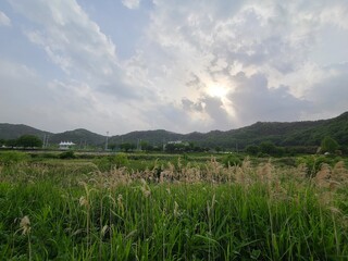 rice field