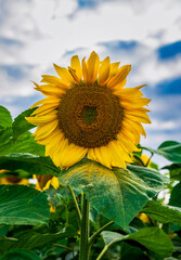 Sonnenblume bl&uuml;hend