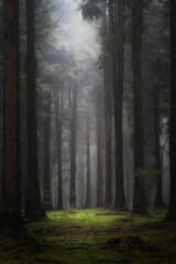 bosque de pinos en dia de niebla