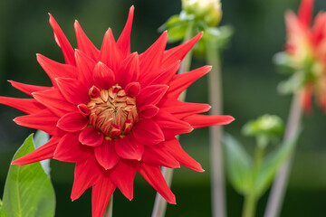 Close up of a red dahlia flower in bloom