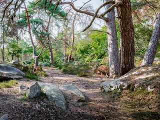 Forêt de Fontainebleau