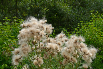 wildblumen in einem biotop in rheinhessen