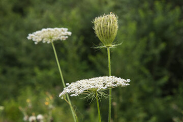 wildblumen in einem biotop in rheinhessen