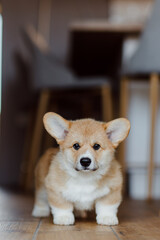 corgi puppies on a sunny day