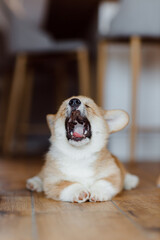 corgi puppies on a sunny day