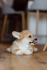 corgi puppies on a sunny day
