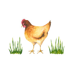 Watercolor red hen with grass. Hand drawn illustration is isolated on white. Domestic chicken is perfect for agricultural design, hen egg logo, farm label, poster, rural background