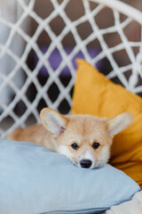 corgi puppies on a sunny day