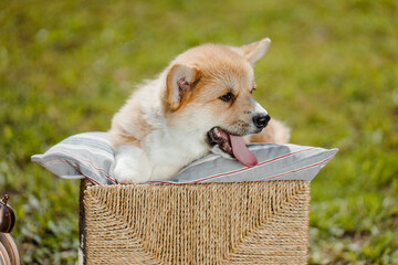 corgi puppies on a sunny day