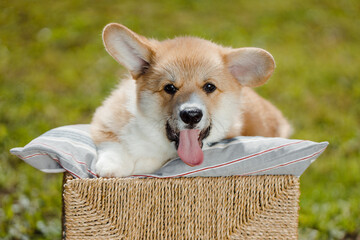 corgi puppies on a sunny day