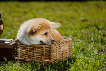 corgi puppies on a sunny day