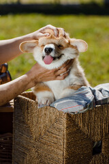 corgi puppies on a sunny day