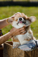 corgi puppies on a sunny day