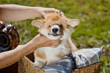 corgi puppies on a sunny day